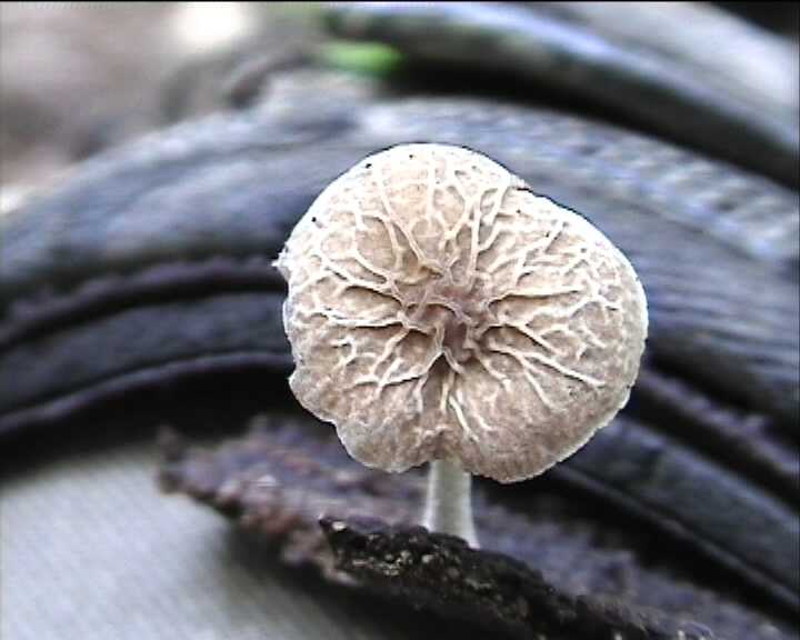 Winkel ( FRA ) 28.08.2004   2 Serie